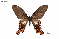 藏品(臺灣寬尾鳳蝶)的圖片